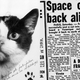 Image: “Space Cat Back Alive.” The Sydney Morning Herald 20 Oct. 1963 via Felicette